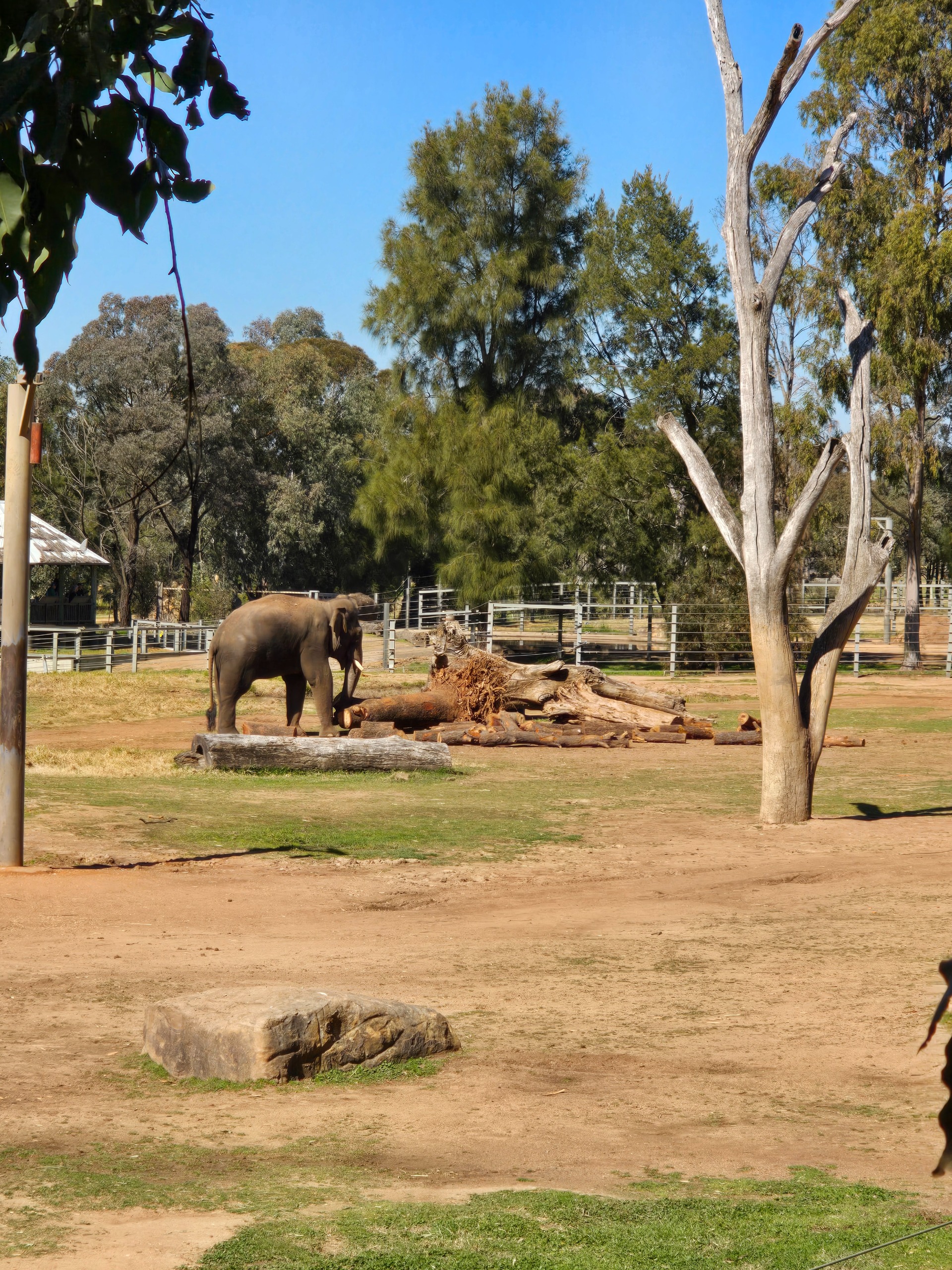 An image of an elephant and large tree trunks at the Dubbo Zoo.